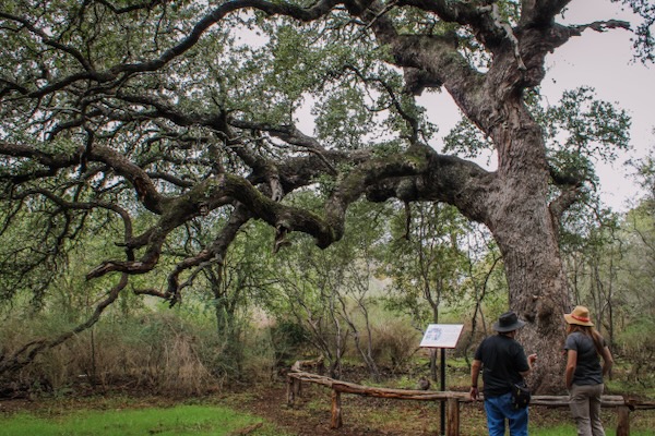 GSDFW reporter Michael Smith and Wendy Leonard of the San Antonio Parks and Recreation Department in front of the live oak known as "Phil's Tree." Photo by Kat Oliver.