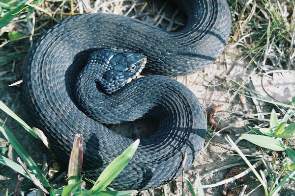 Plain belled water snake