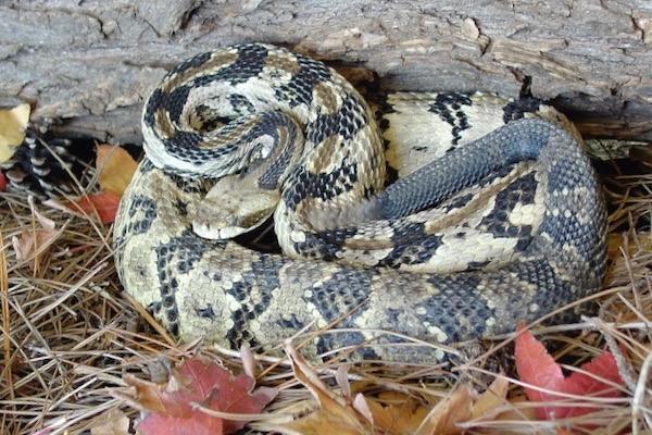 Timber rattlesnake