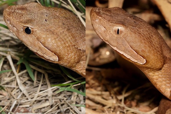 Copperhead snake