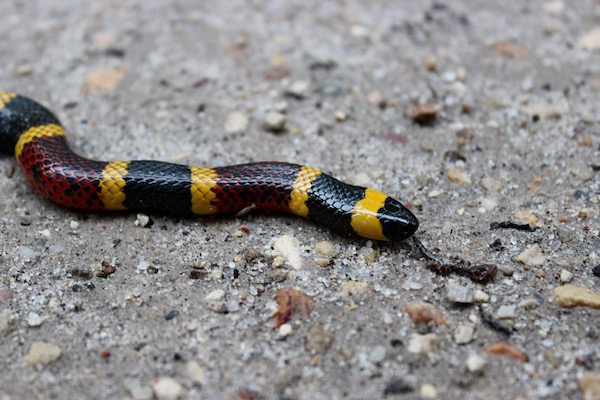 Coral snake