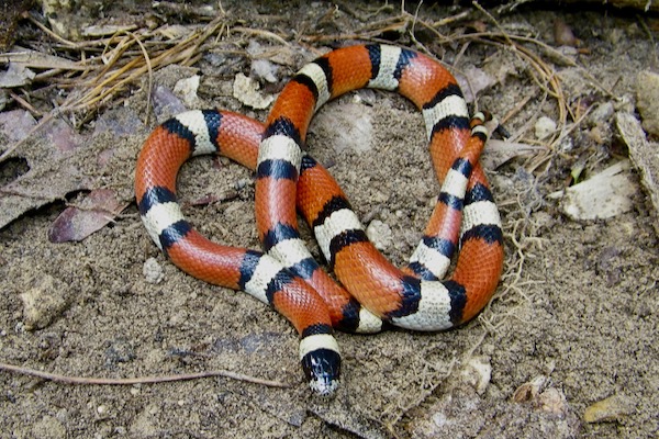 LA milk snake