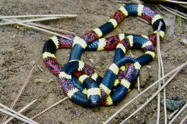 Coral snake