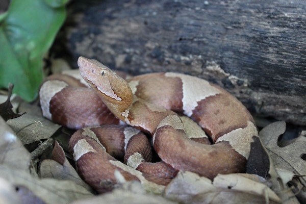 A broad-banded copperhead, which is venomous, is one of two kinds of copperheads found in North Texas Photo by Michael Smith.