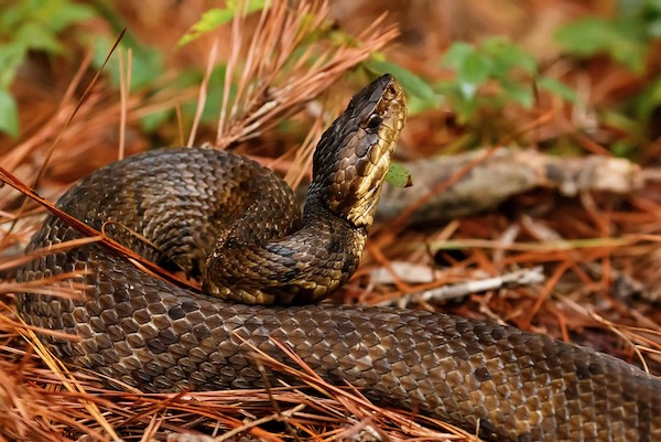 A northern cottonmouth, which is venomous, sometimes called the "water moccasin.” Photo by Meghan Cassidy
