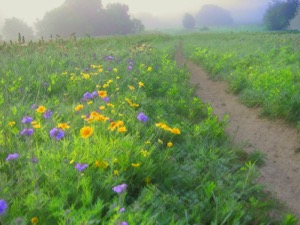 Spring Creek Forest Preserve