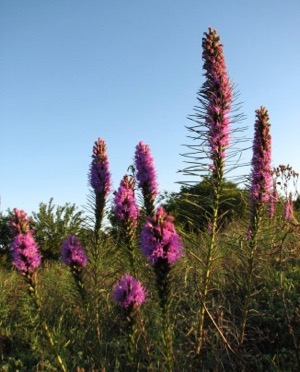 Spring Creek Forest Preserve liatris