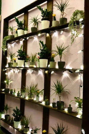 TLC Vegan plant wall. Photo by Amy Martin.