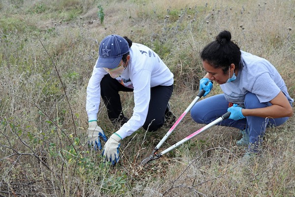 Volunteers with Friends of Tandy Hills work at ridding the prairie remnant of privet. Photo by Don Young.