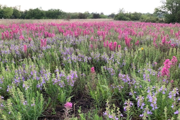 A field of purple paintbrush in the spring at Tandy Hills Natural Area. Photo by Don Young.