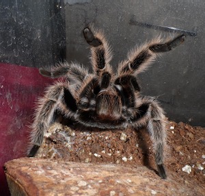 Hentzi tarantula
