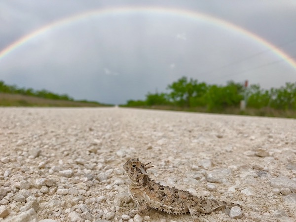 A Texas horned lizard resting on a road as a rainbow arcs over the sky. Photo courtesy of Texas Parks & Wildlife Dept.