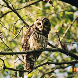 Barred owl at Tierra Verde Golf Club in Arlington