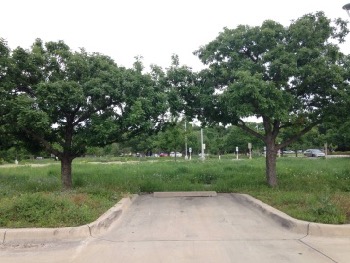 Trees shading Botanical Research Institute of Texas parking space