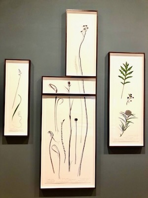 The arrangement of drawings emphasizes the fragmentation of the prairie. Photo by Amy Martin.