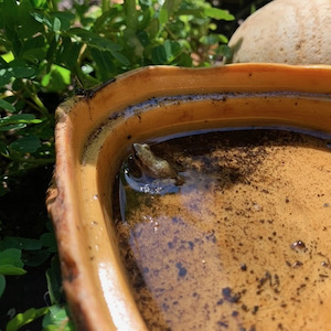 A frog takes a soak. Photo by Rebecca Cedillo.