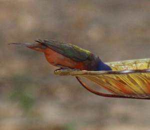 A painted bunting takes a drink. Photo courtesy of Rita Cherry, North Texas Wildlife Center.