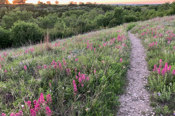 Paintbrush at Tandy Hills Natural Area. Photo by Don Young.