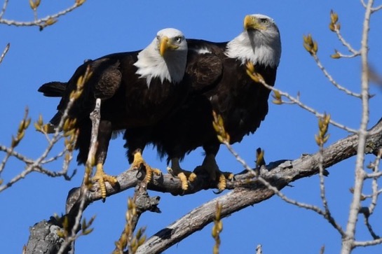 Bald Eagle Just a Girl Who Loves Eagles T-Shirt