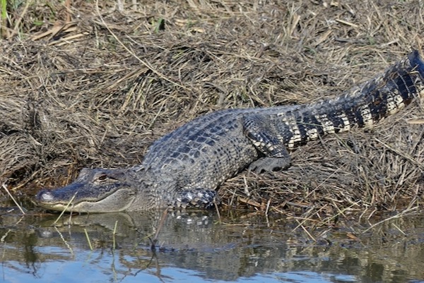 An adult American alligator heads for the water at Anuahuac National Wildlife Refuge near Galveston. Photo by Michael Smith.