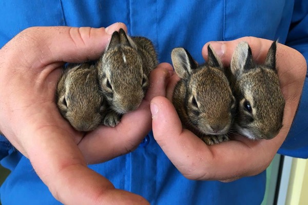 wild baby rabbits