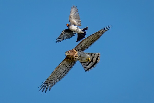 SCORES & OUTDOORS: Was it a Sharp-shinned hawk or a Cooper's hawk