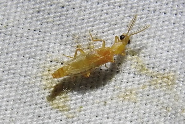 Cenophengus pallidus at Resaca De La Palma State Park in Cameron County in 2021. Photo by Sam Kieschnick.