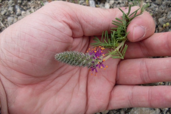 Comanche Peak Prairie Clover by Sam Kieschnick, 2011