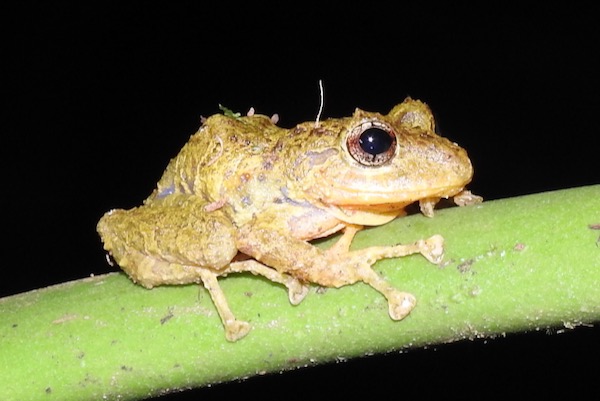 Golden-groined Robber Frog seen in Costa Rica. Photo by Sam Kieschnick.