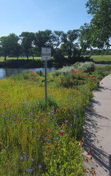 Dallas Pollinator Program at Lake Cliff Park 