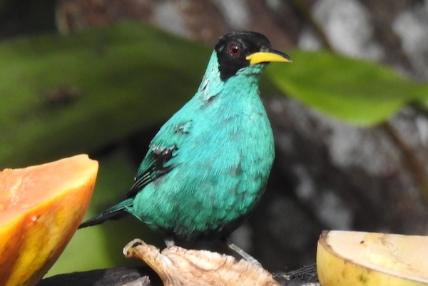 Green honeycreeper