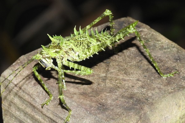 Costa Rican katydid. Photo by Sam Kieschnick.