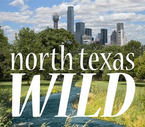 North Texas Wild logo
