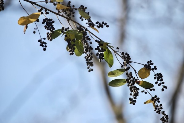 A key element in privet control is preventing berry production. 