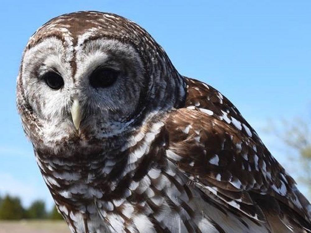 wildlife center of north texas