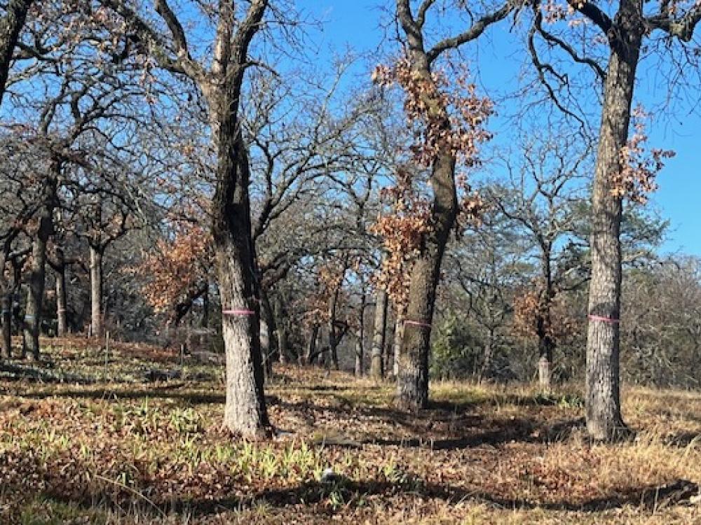 Colleyville residents gear up for round 2 to save native forest