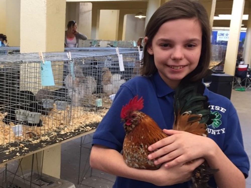 Chick Pics! Fowl fans flock to North Texas poultry show GreenSource DFW