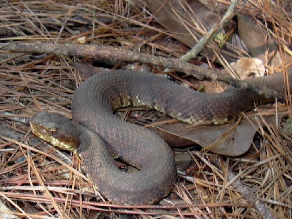 cottonmouth snake bite