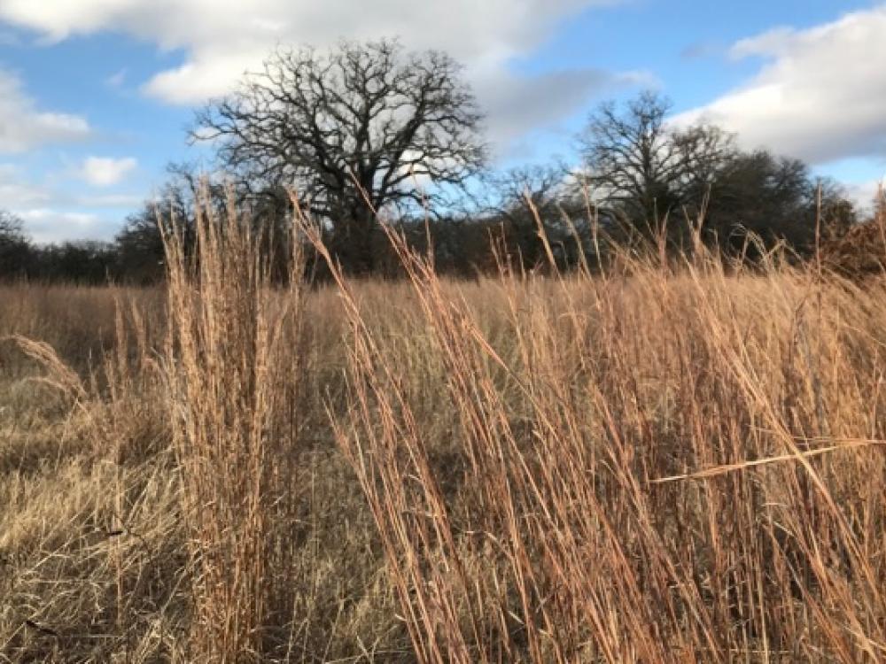 Windmill Grass (Plants of John Martin Reservoir State Park) · iNaturalist