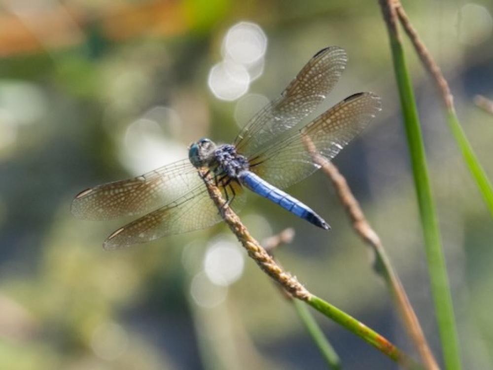 Do dragonflies deals eat mosquitoes