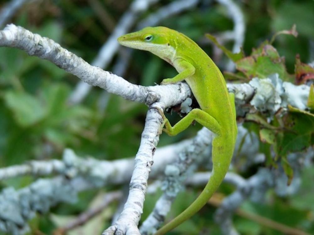 types of green lizards