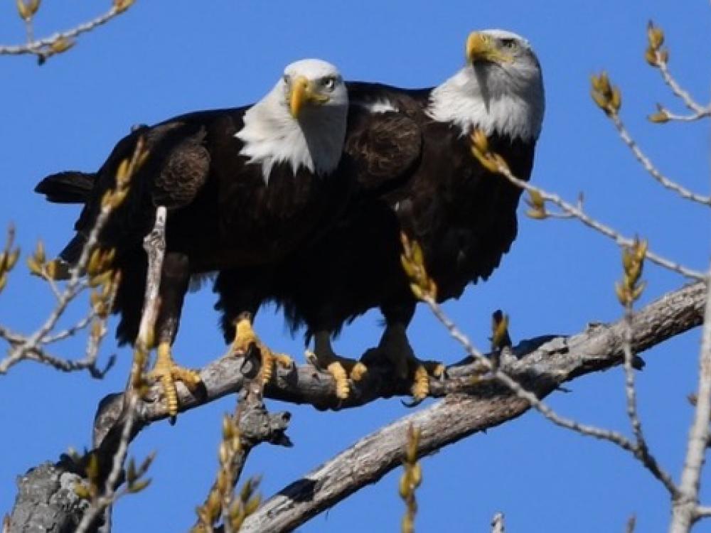 Best Dam Eagles Group