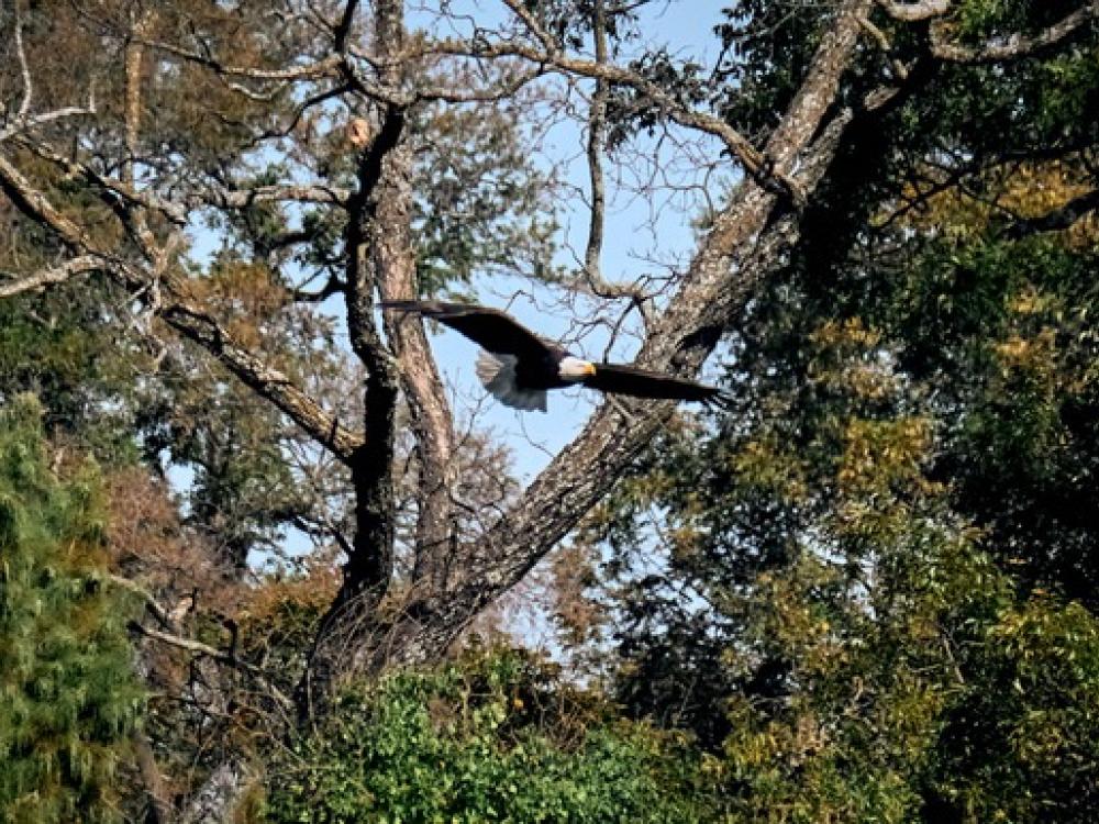 Bald eagles are nesting at Dallas' White Rock Lake. Here's how to