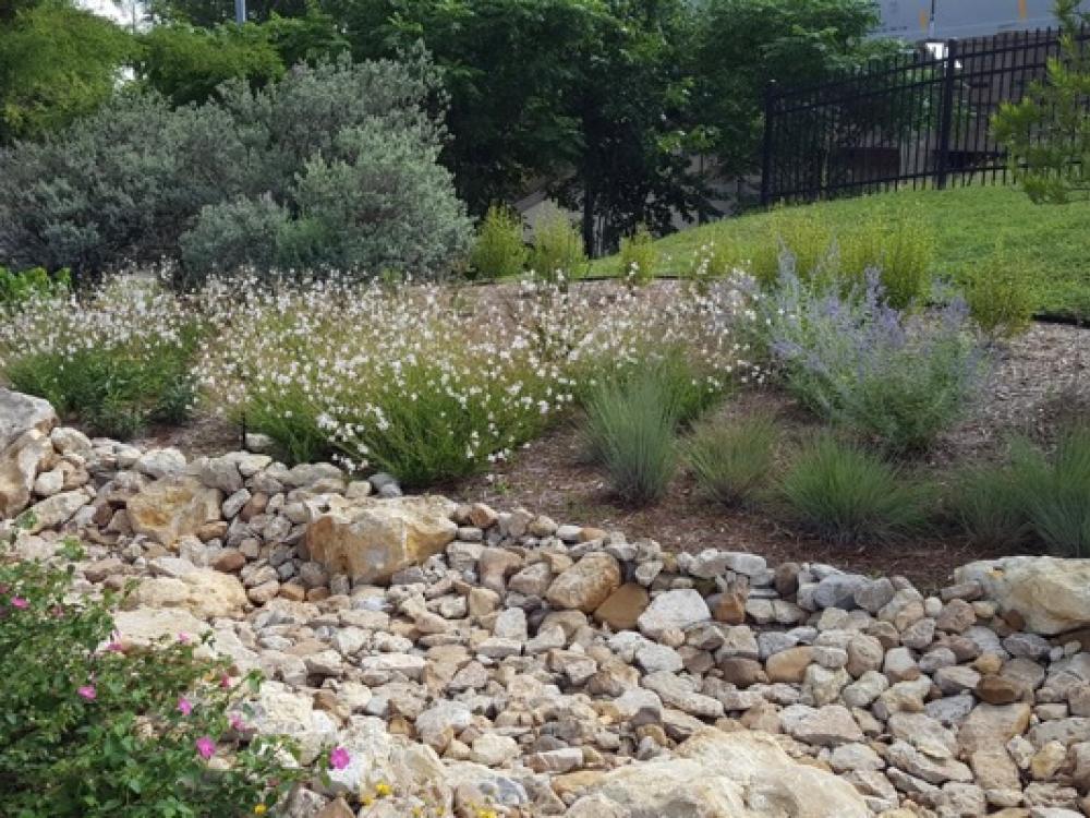 landscaping with native plants of texas