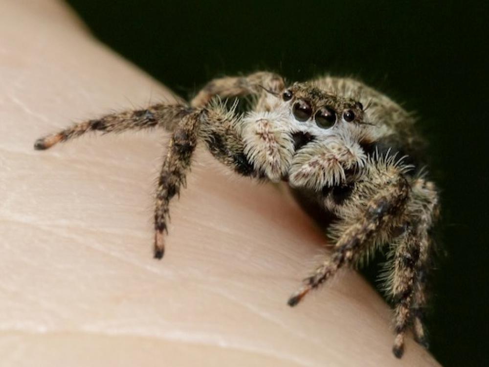 Jumping Spiders Abound