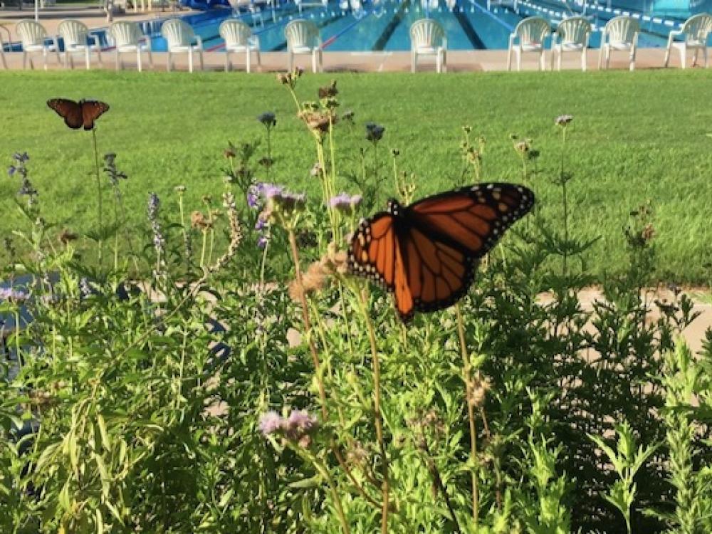 Top 25 Texas Butterflies: The Ultimate Guide! - Native Backyards