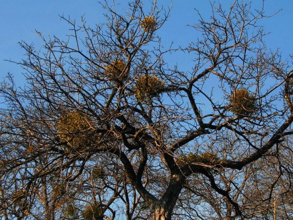 Trees Plagued By Mistletoe Need Extra Love Greensource Dfw