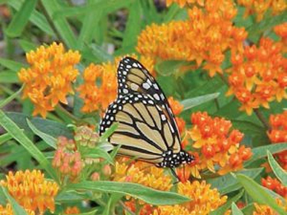 Monarch on Milkweed