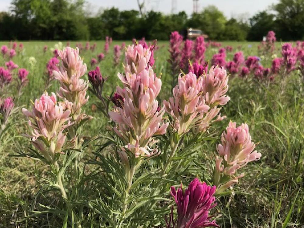 Protect Scenic Views in Fort Worth