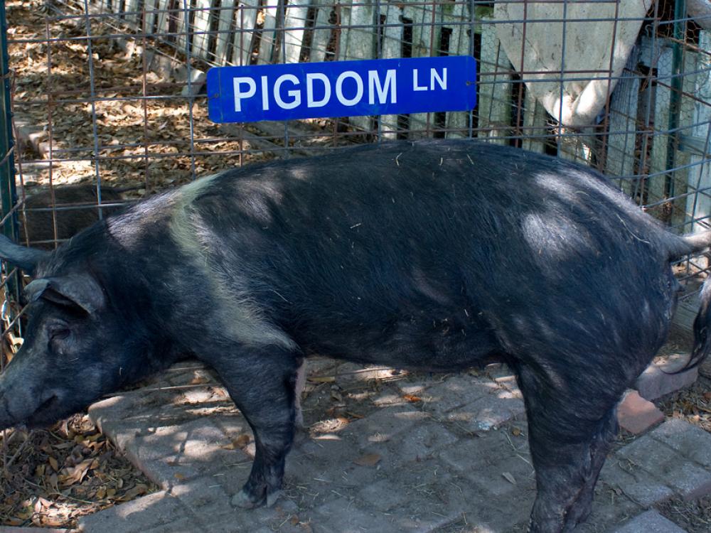 Cedar Wild Hogs In Texas